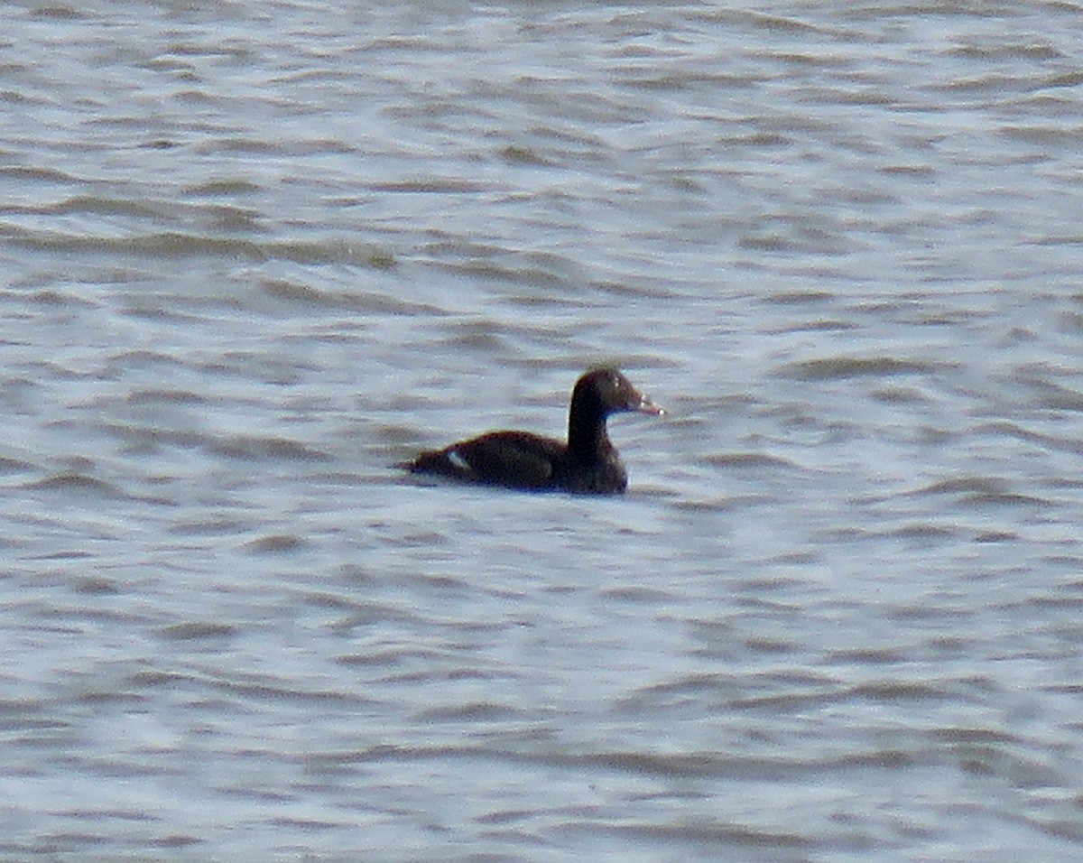 White-winged Scoter - ML94262021