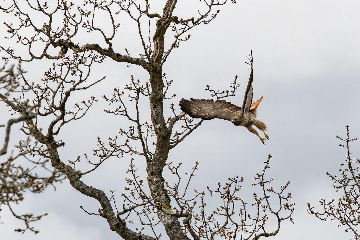 Red-tailed Hawk - David Badke