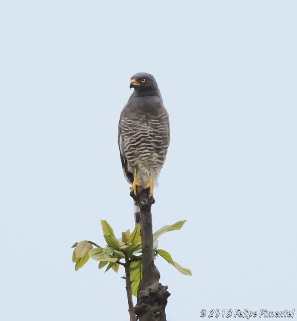 Roadside Hawk - ML94263661