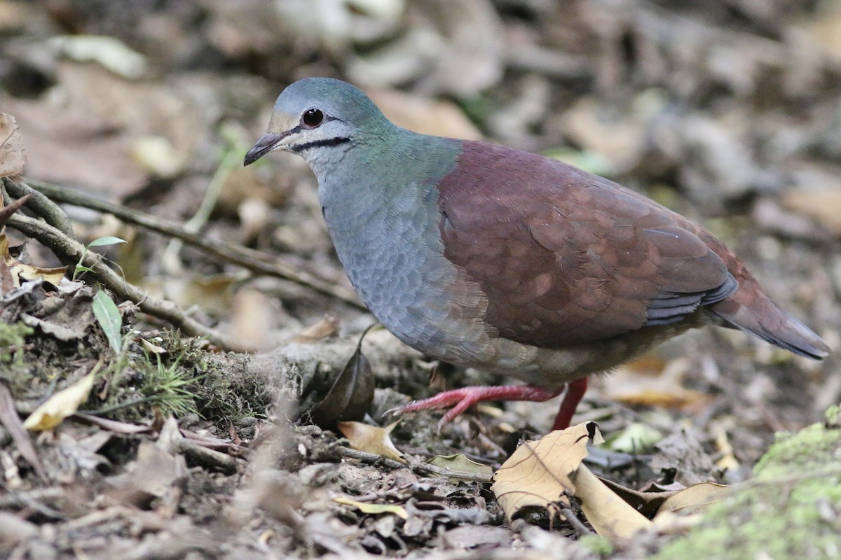 Buff-fronted Quail-Dove - Russ Morgan