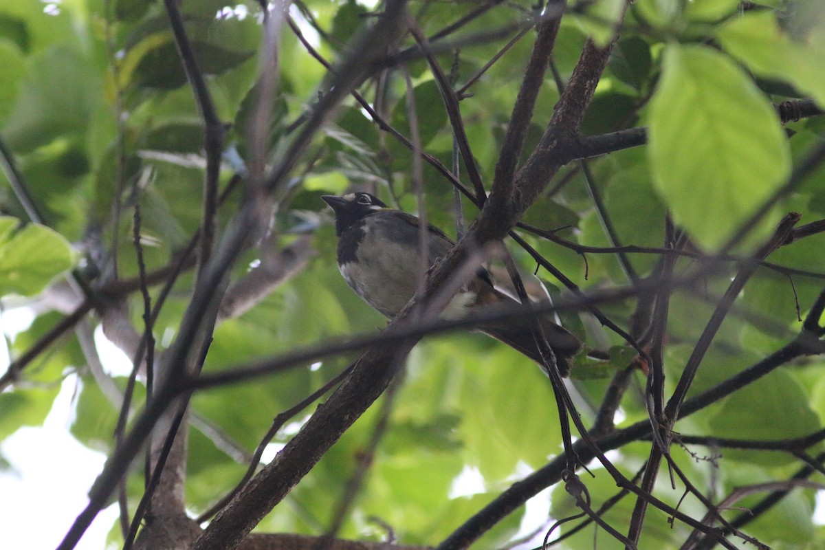 White-eared Ground-Sparrow - ML94264391