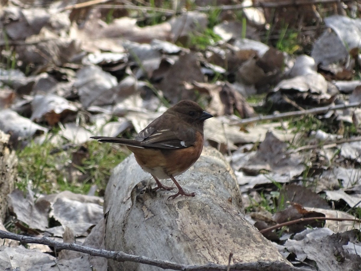 Eastern Towhee - ML94265571