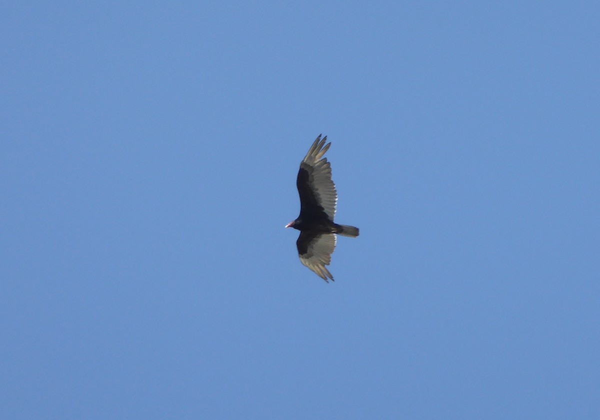 Turkey Vulture - ML94265601