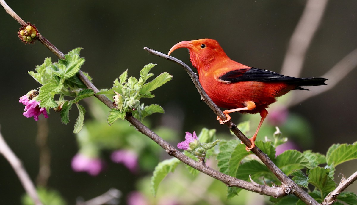 Iiwi - Brenda Dunham