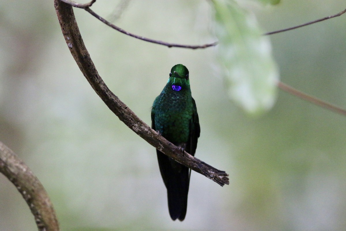 Green-crowned Brilliant - ML94266281