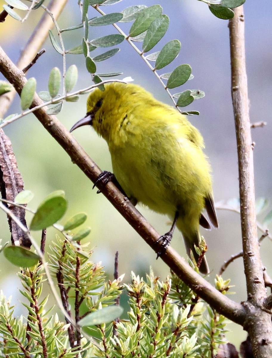 Hawaii Amakihi - ML94266331