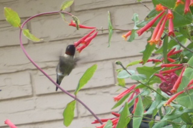 Ruby-throated Hummingbird - Jerri Kerr