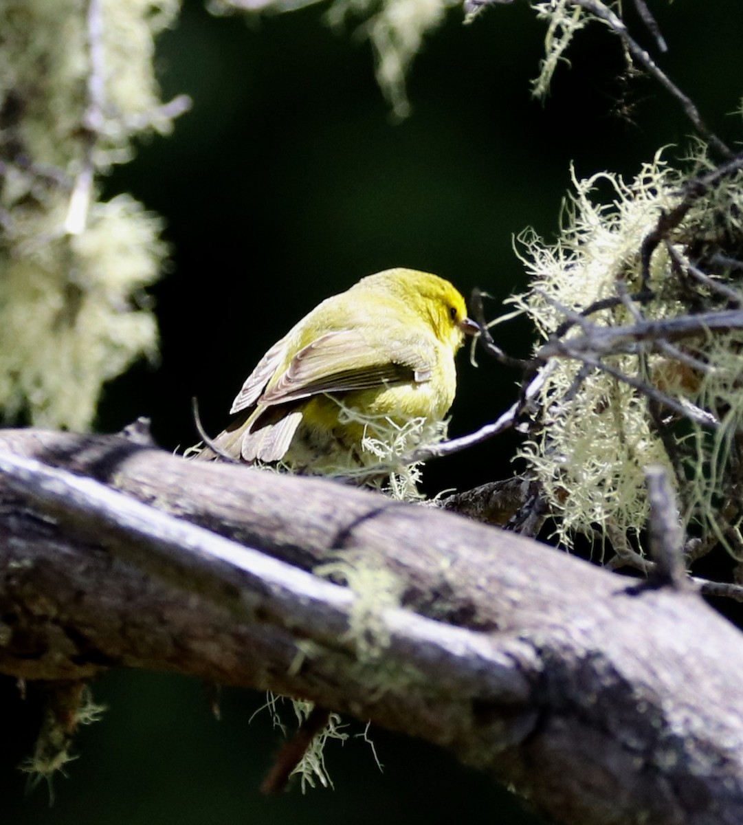 Maui Alauahio - ML94266641