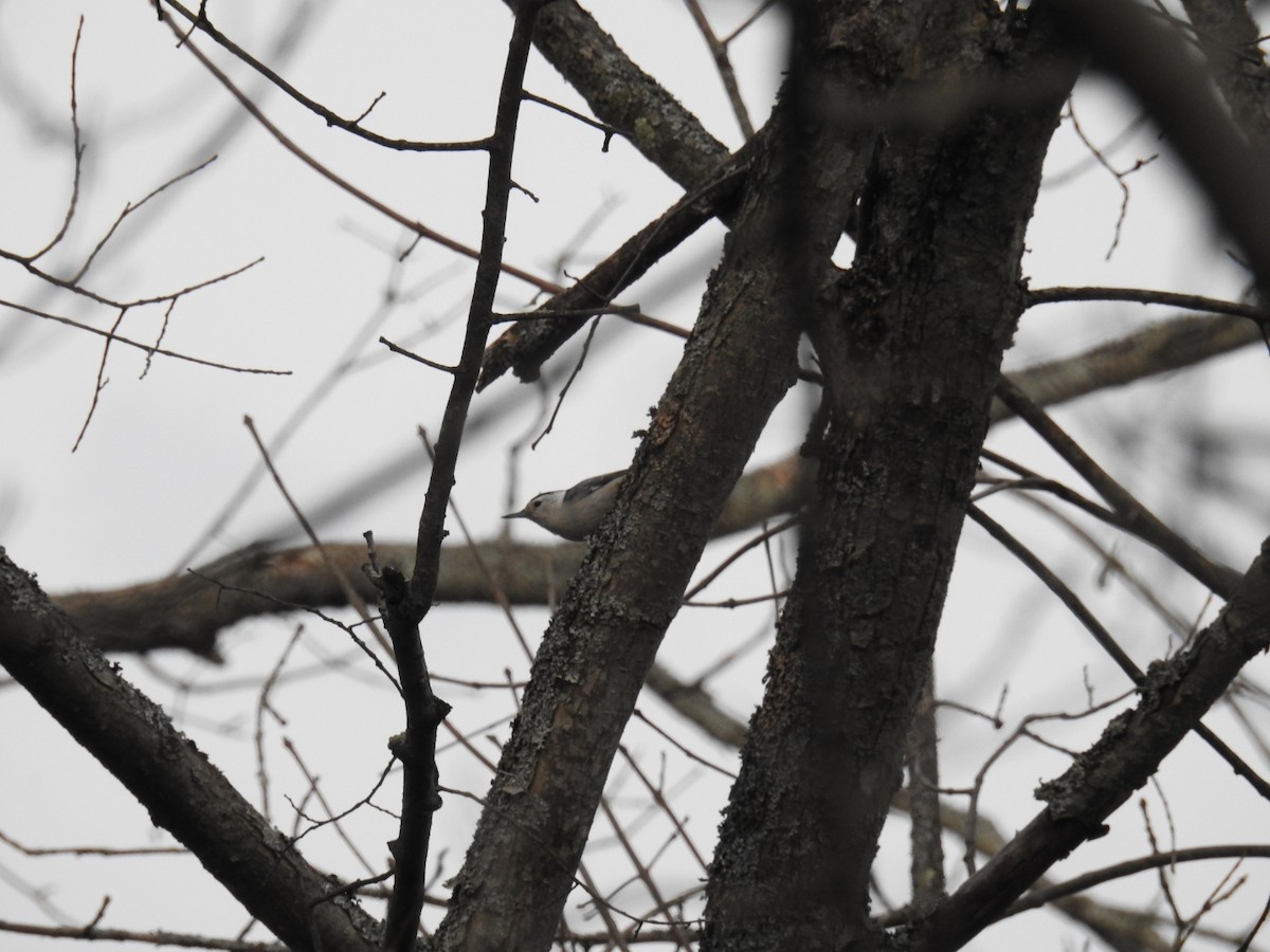 White-breasted Nuthatch - ML94267191