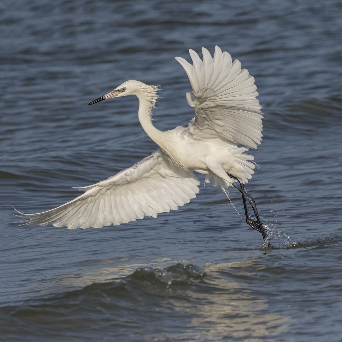 Reddish Egret - Peter Hawrylyshyn