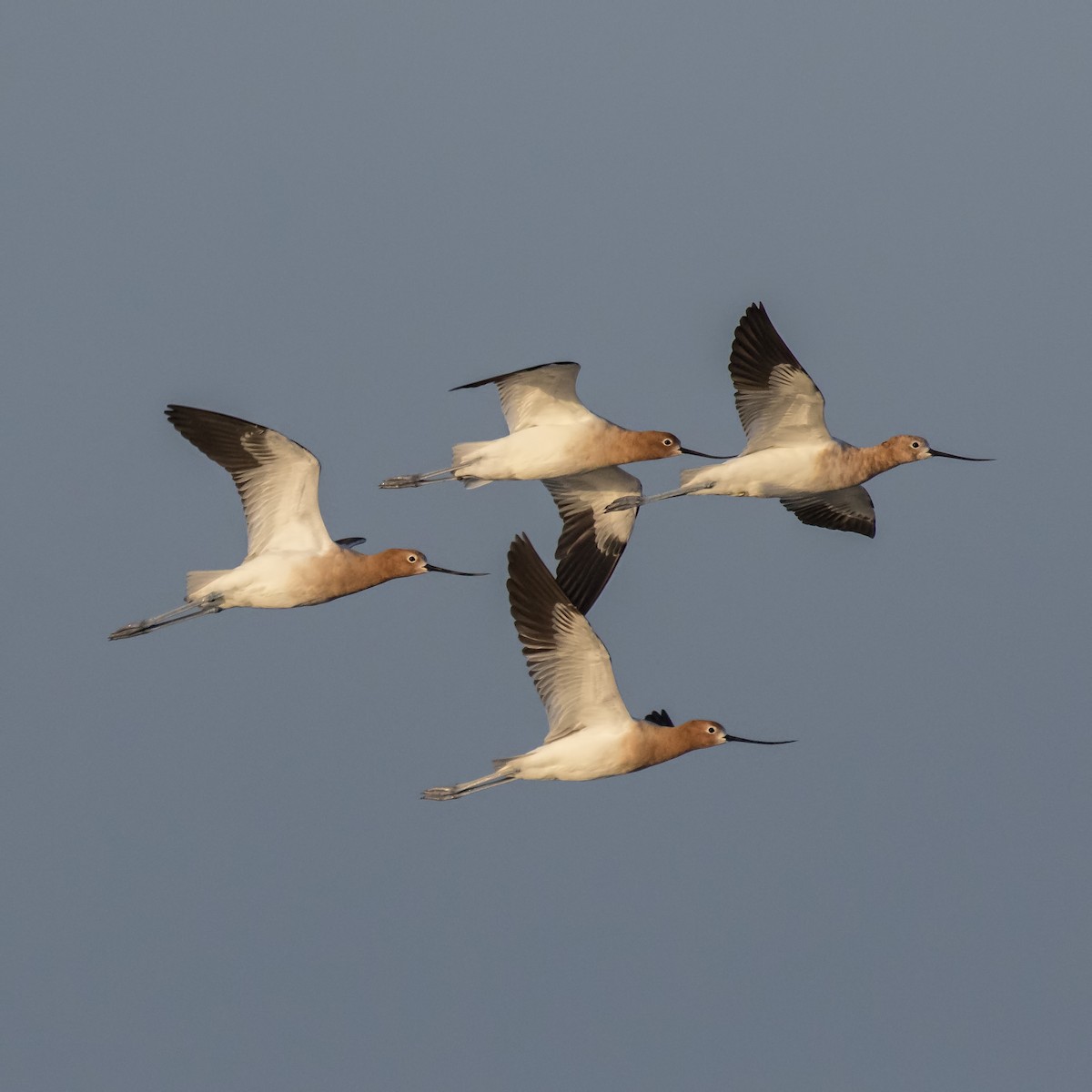 American Avocet - ML94268551