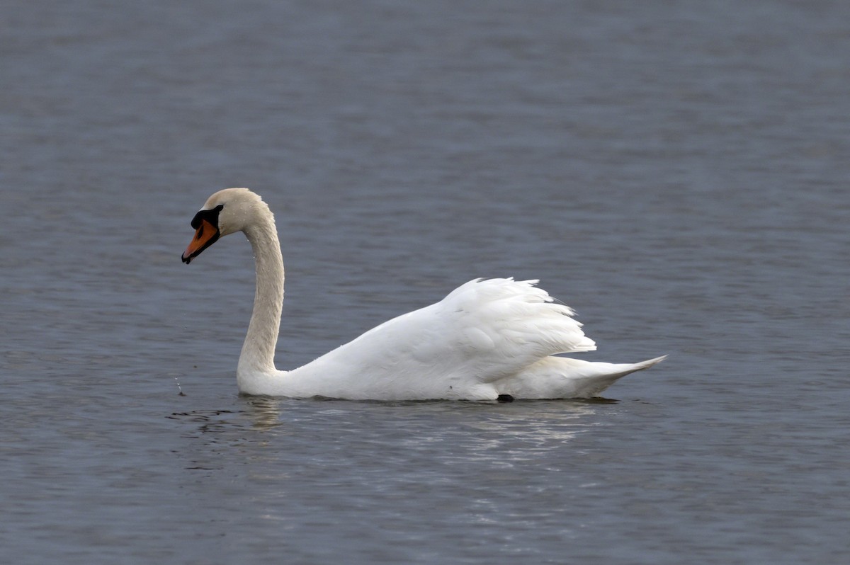 Mute Swan - ML94269591