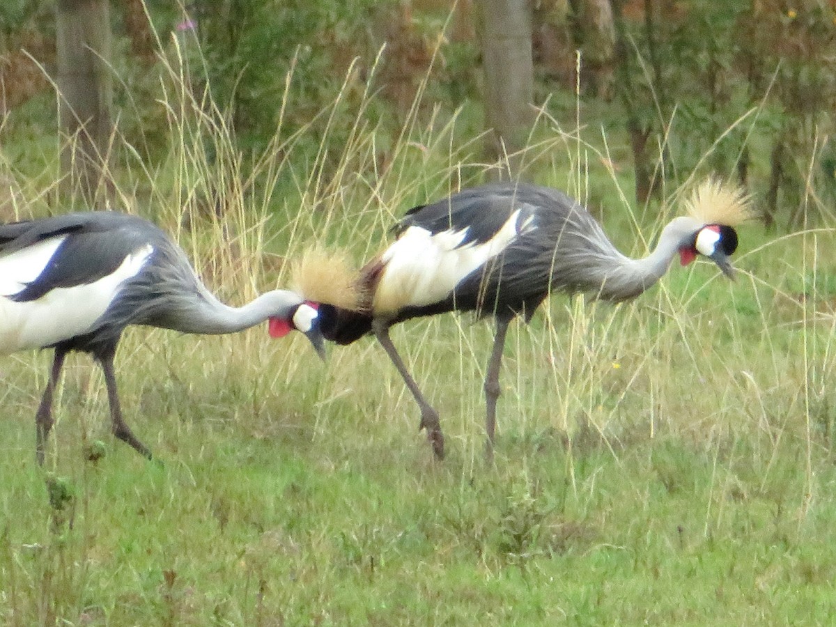 Gray Crowned-Crane - ML94271001