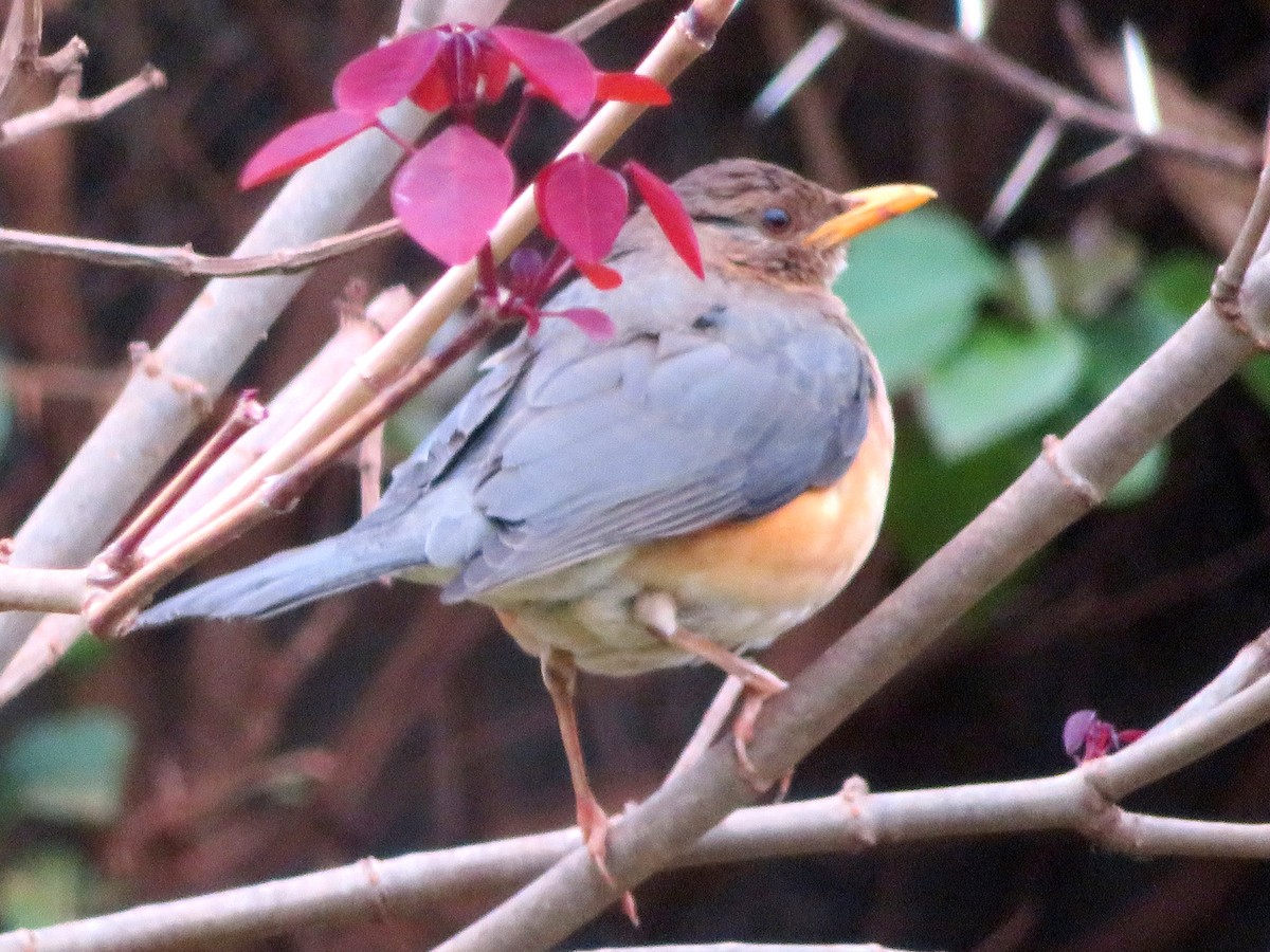 African Thrush - ML94271541