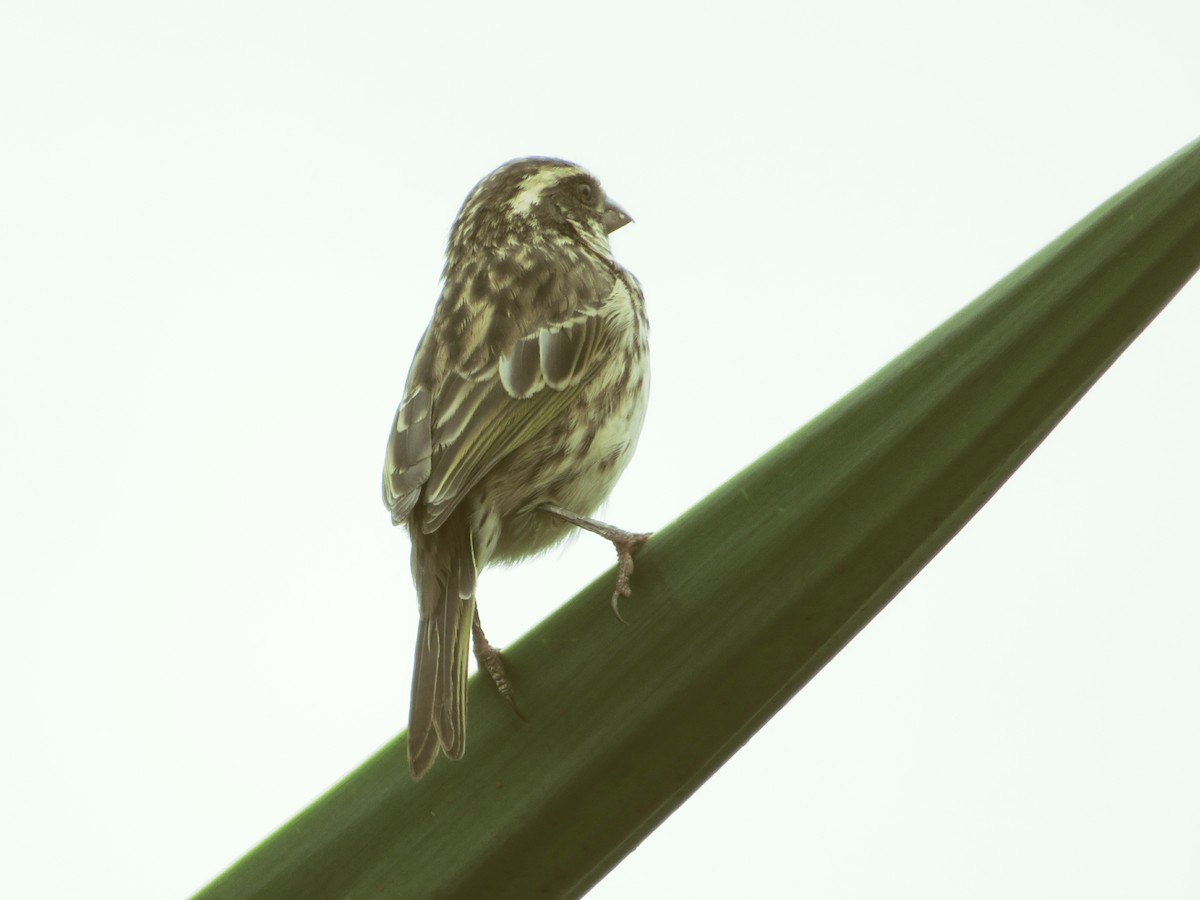 Streaky Seedeater - ML94271581