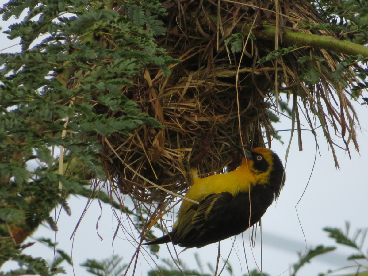 Baglafecht Weaver (Reichenow's) - ML94271741