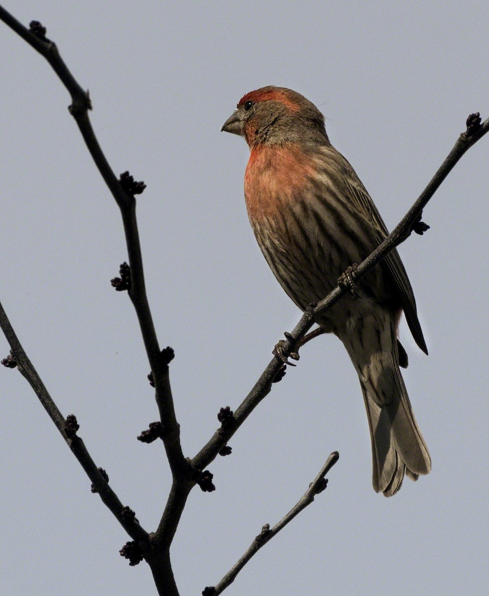 House Finch - ML94273131