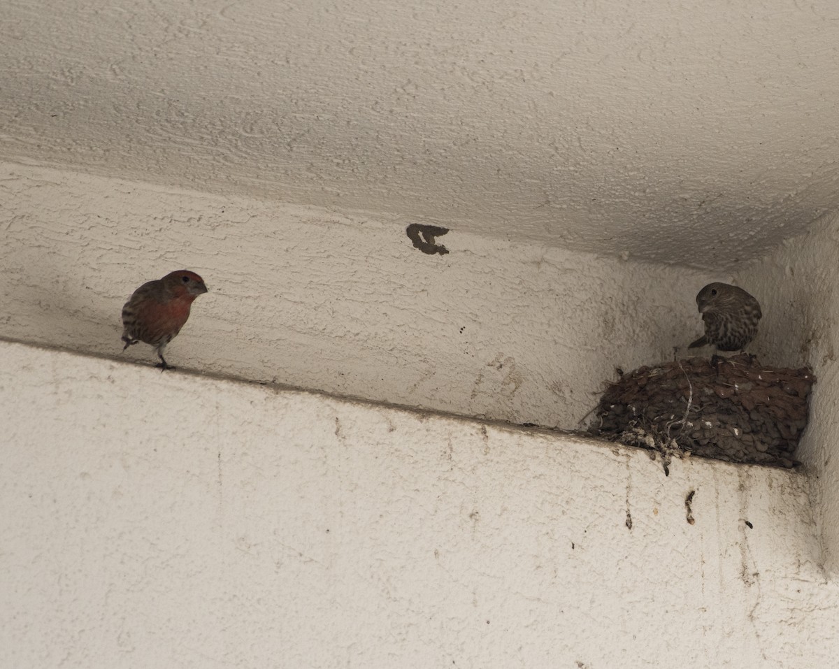 House Finch - Anonymous
