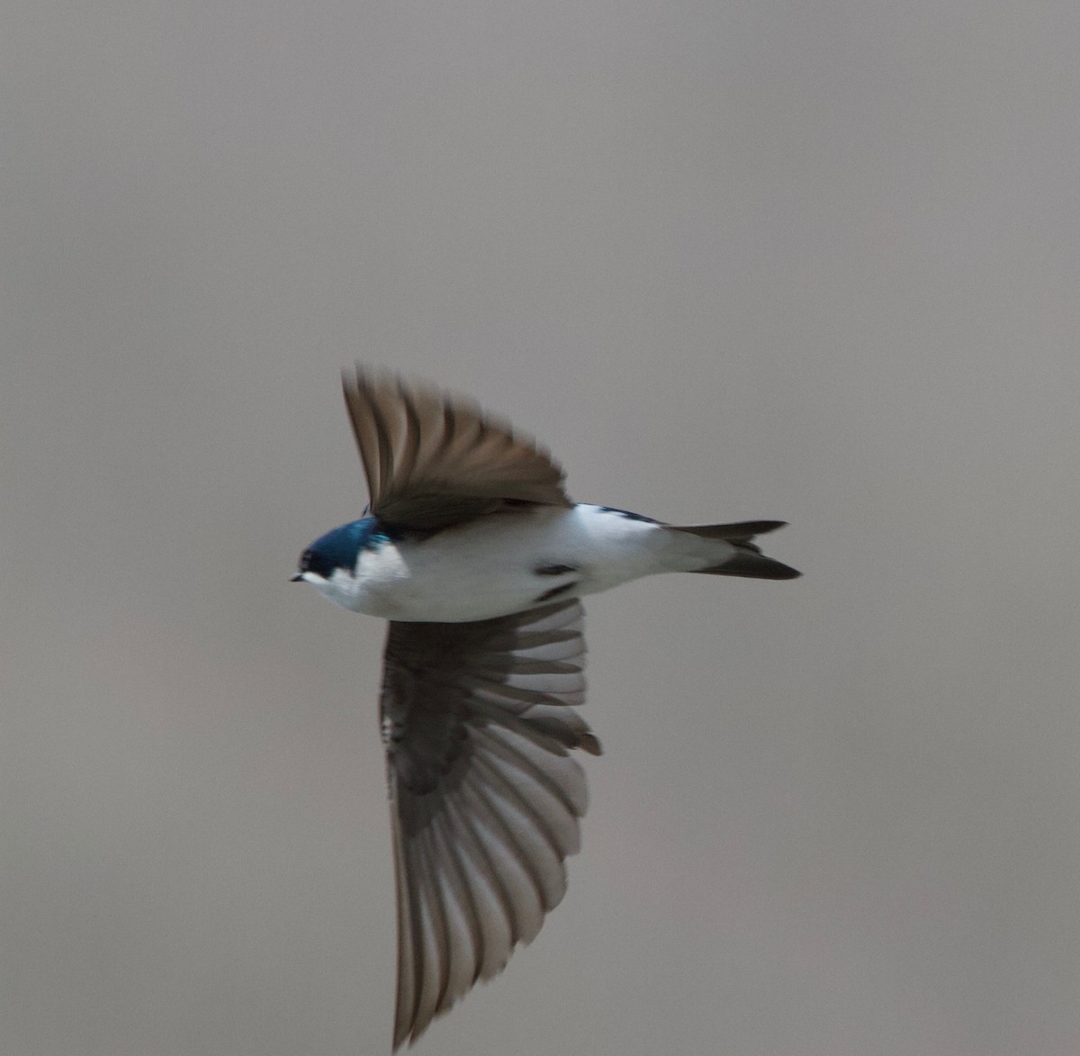 Golondrina Bicolor - ML94273811