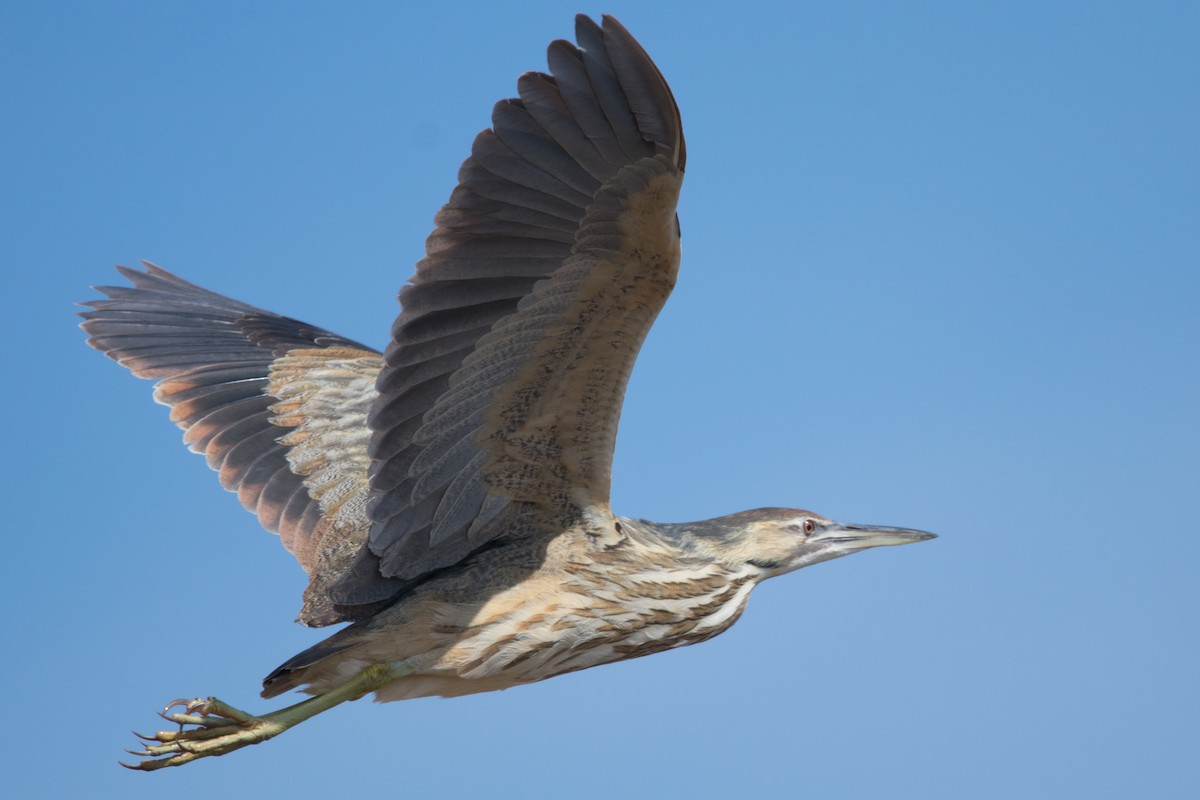 American Bittern - ML94274011