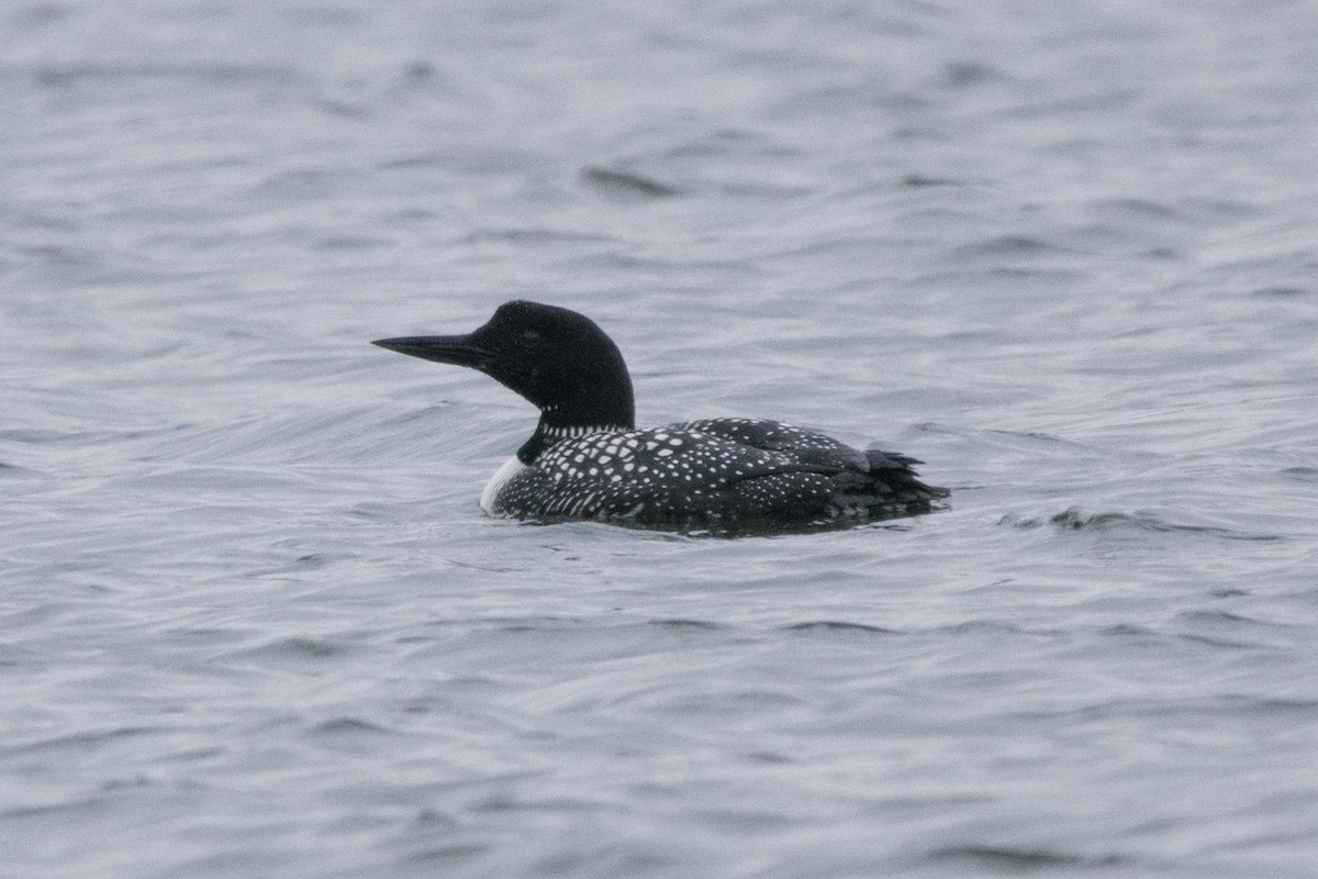 Common Loon - ML94274331