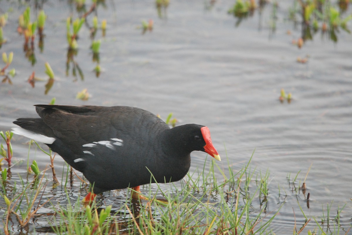 Common Gallinule - Marty O'Malley
