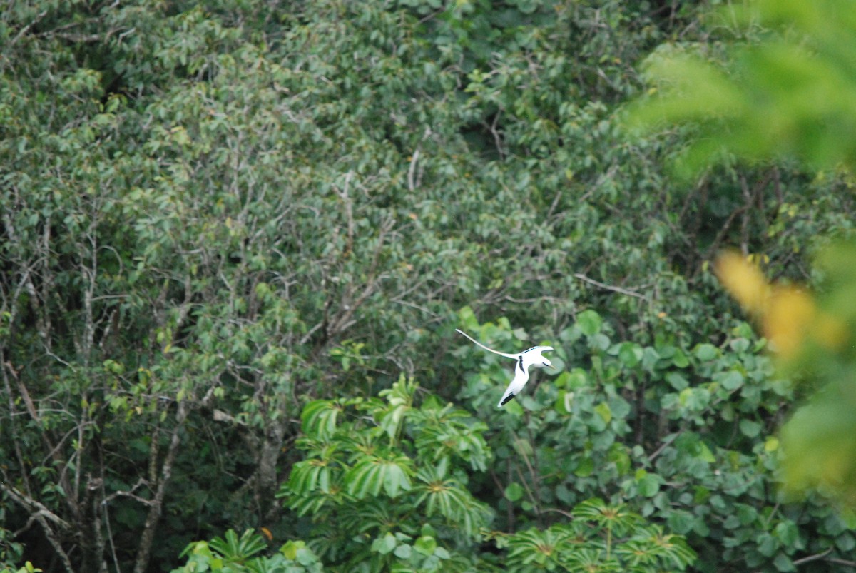 White-tailed Tropicbird - Marty O'Malley