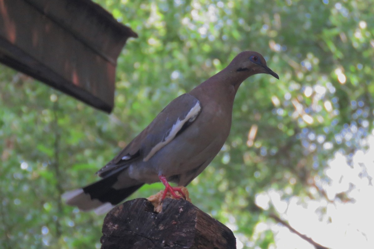 White-winged Dove - ML94277341