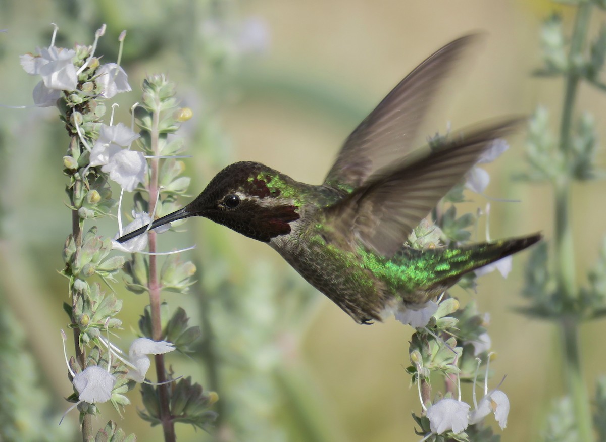 Anna's Hummingbird - ML94277501