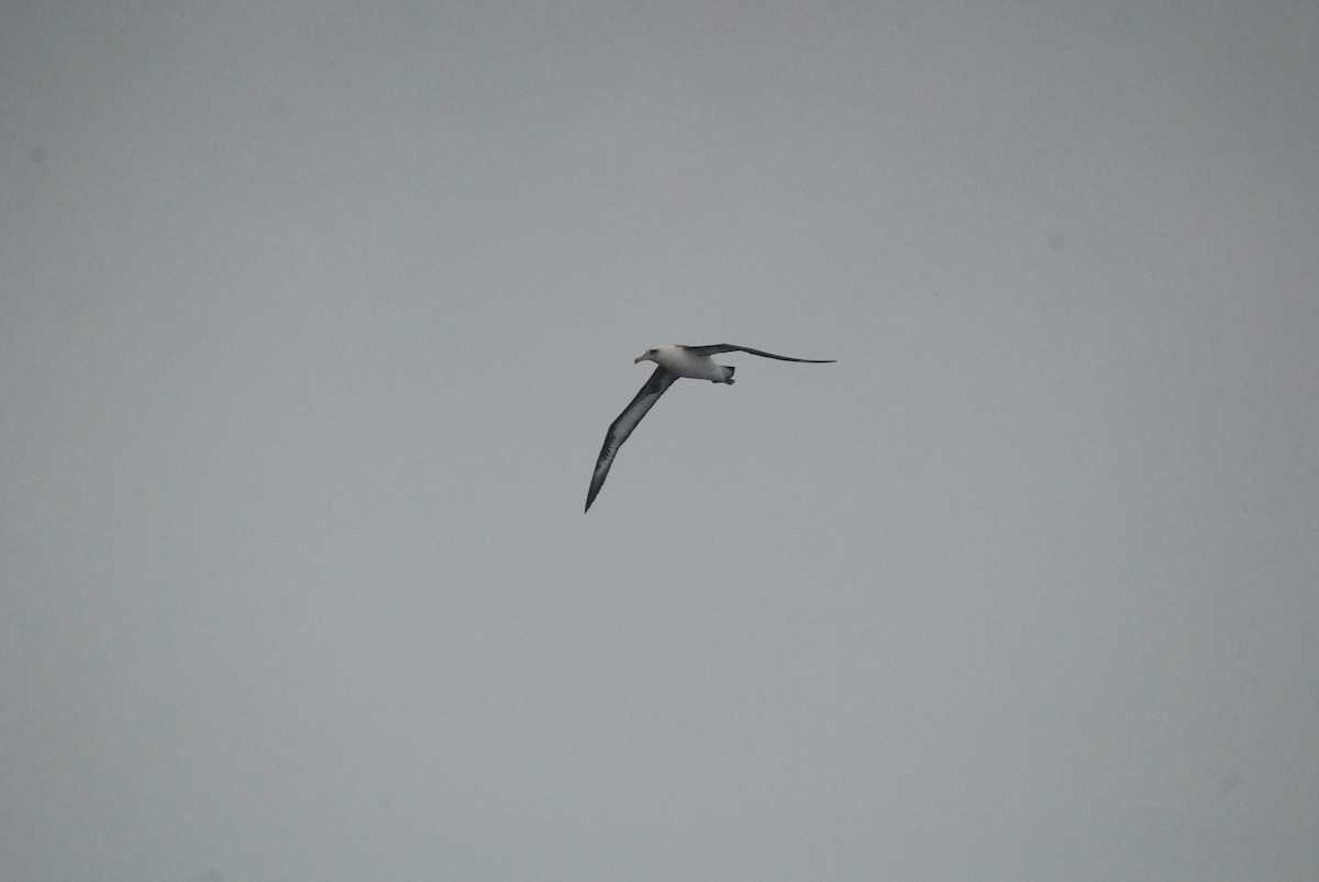 albatros laysanský - ML94277971