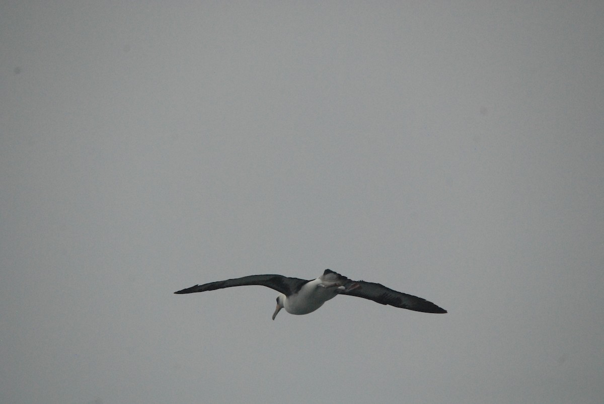 Laysan Albatross - Marty O'Malley