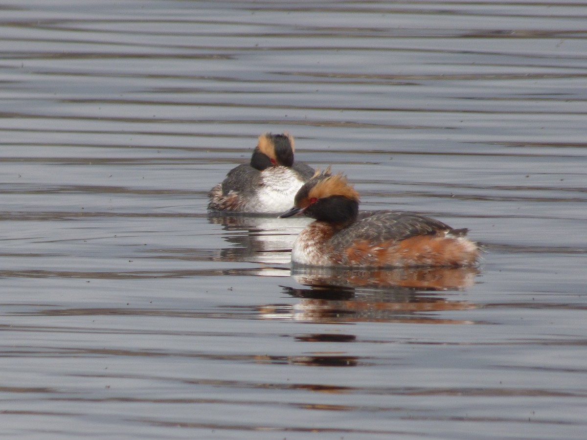 Horned Grebe - ML94278491