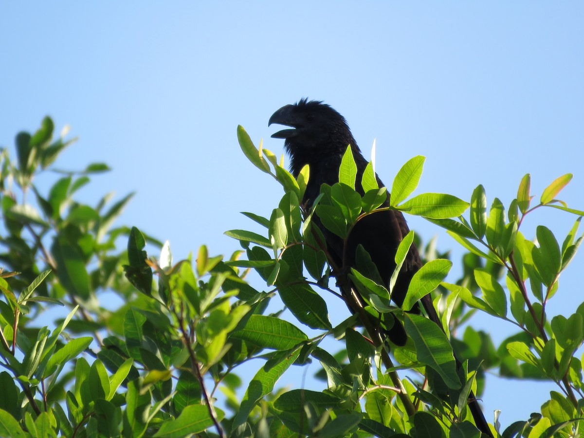 Smooth-billed Ani - ML94280591