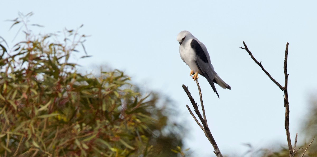 Black-shouldered Kite - David  Tytherleigh