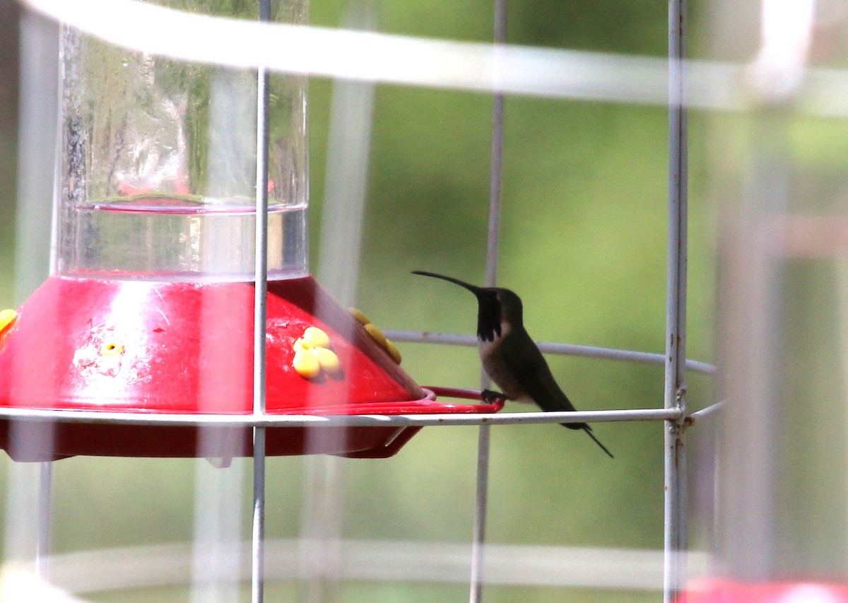 Lucifer Hummingbird - ML94283491