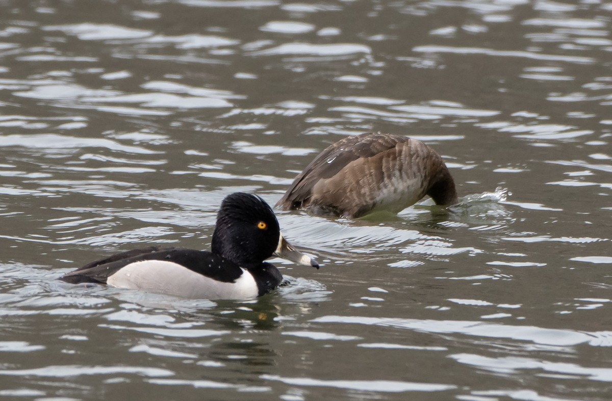 Ring-necked Duck - ML94288401