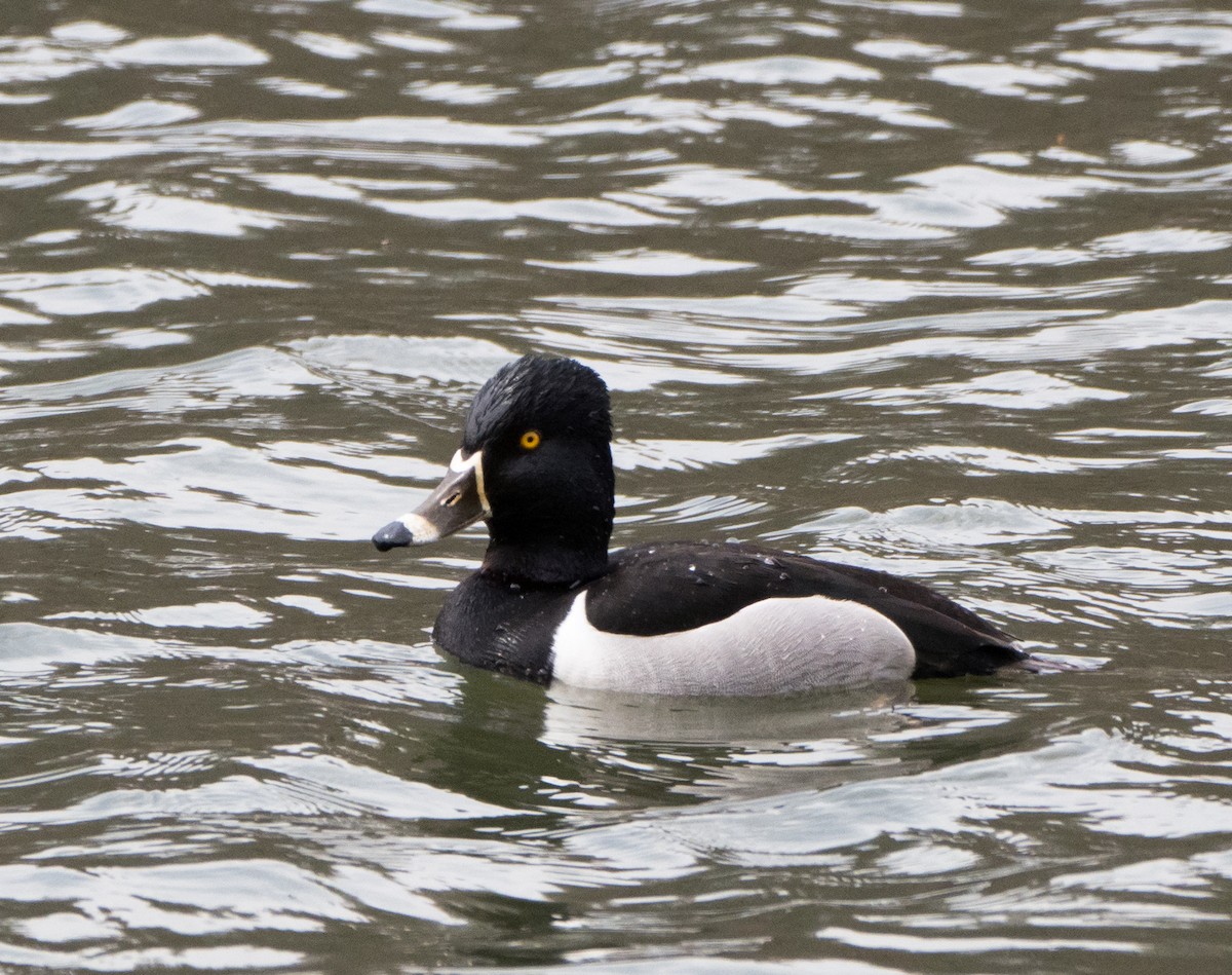 Ring-necked Duck - ML94288421