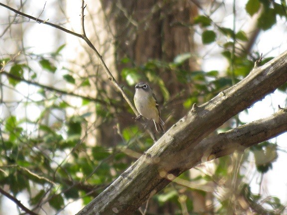 Blue-headed Vireo - ML94289091