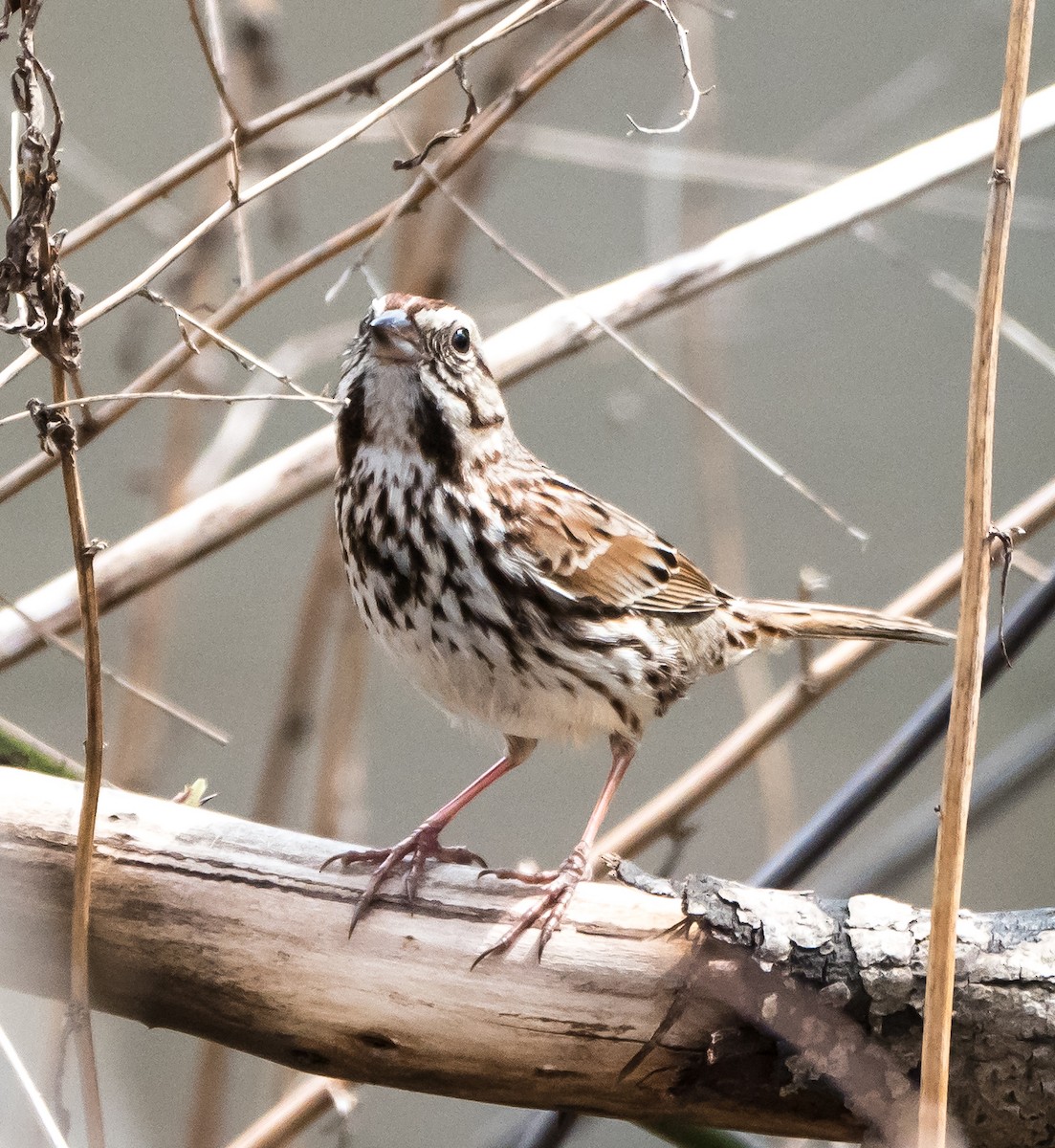 Song Sparrow - ML94289341