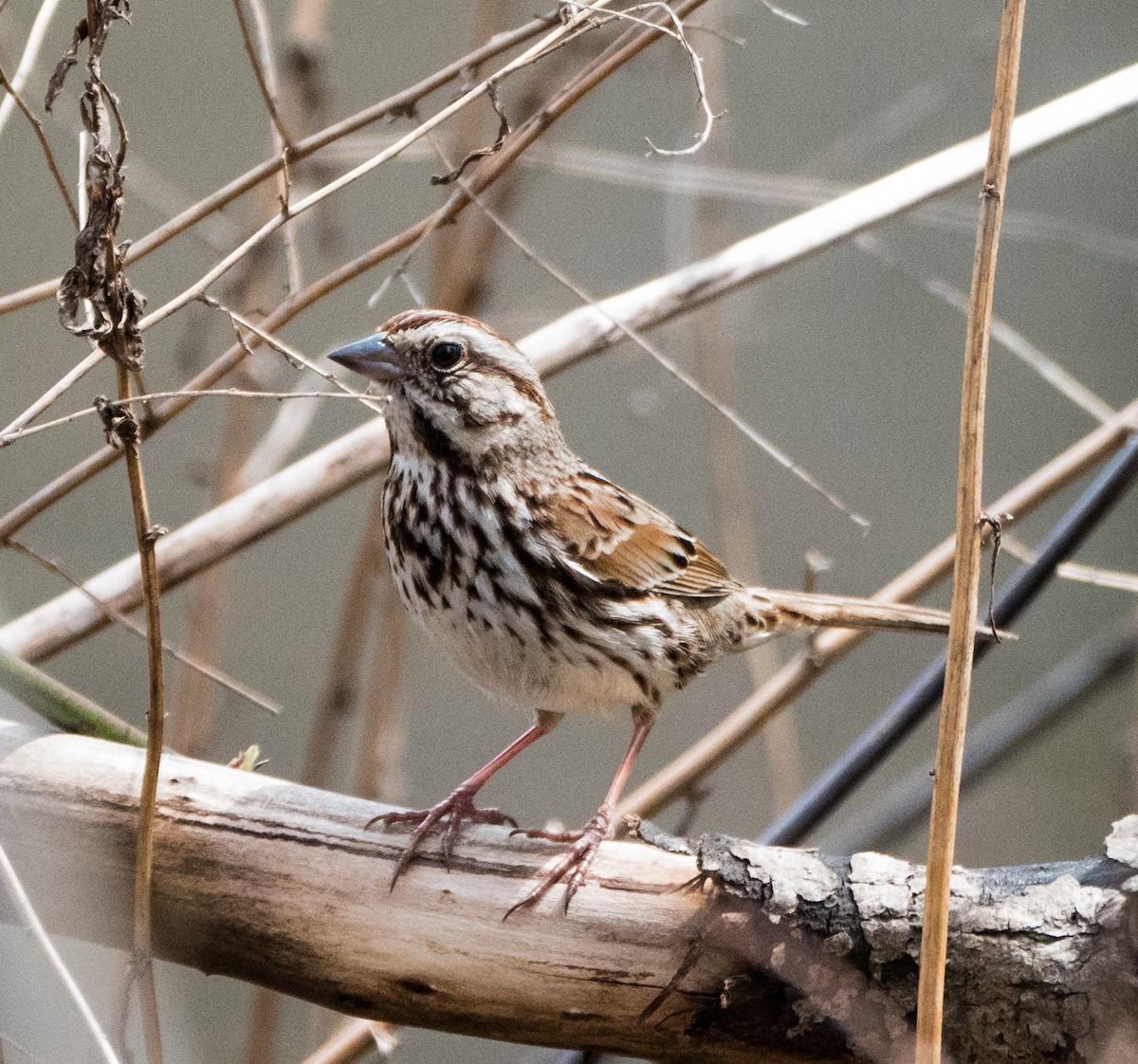 Song Sparrow - ML94289351