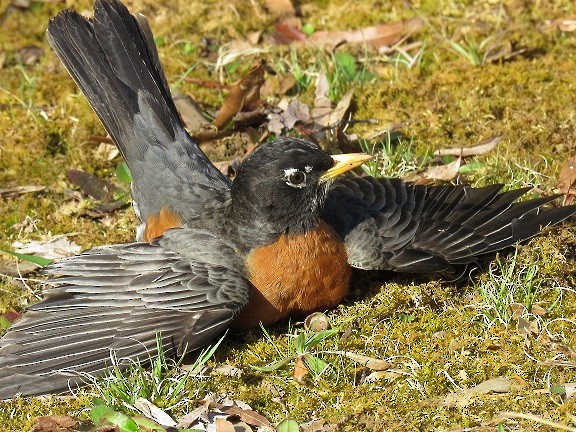American Robin - ML94289741