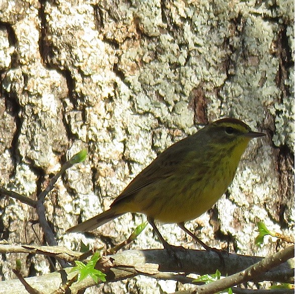 Palm Warbler - ML94290031
