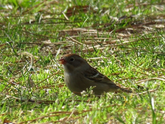 Field Sparrow - ML94290231