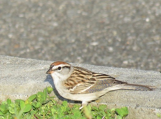 Chipping Sparrow - ML94290261