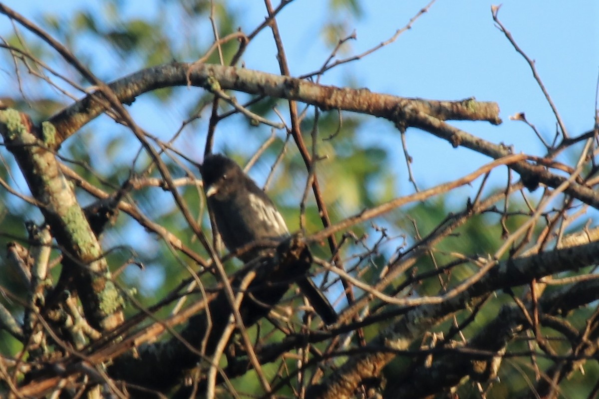 Southern Black-Tit - Doug Kibbe