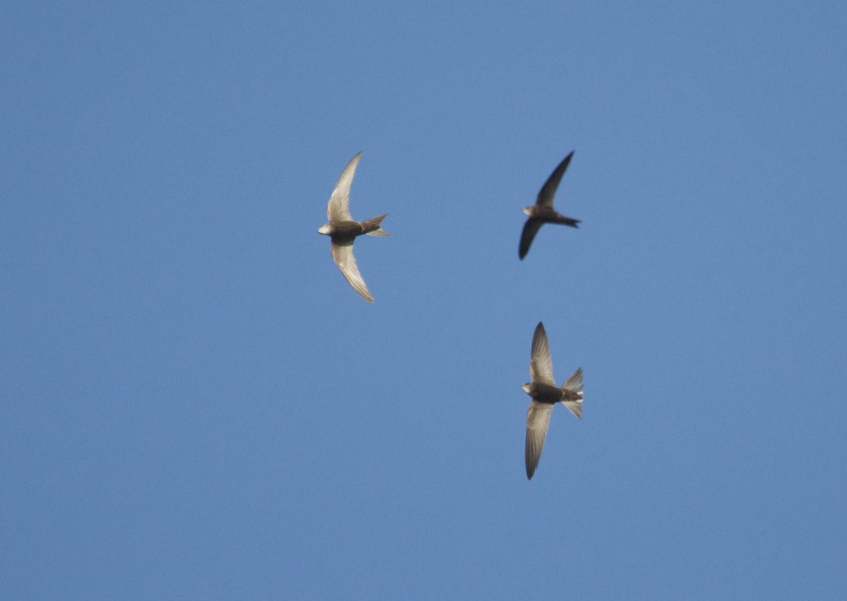 Pallid Swift - ML94291871