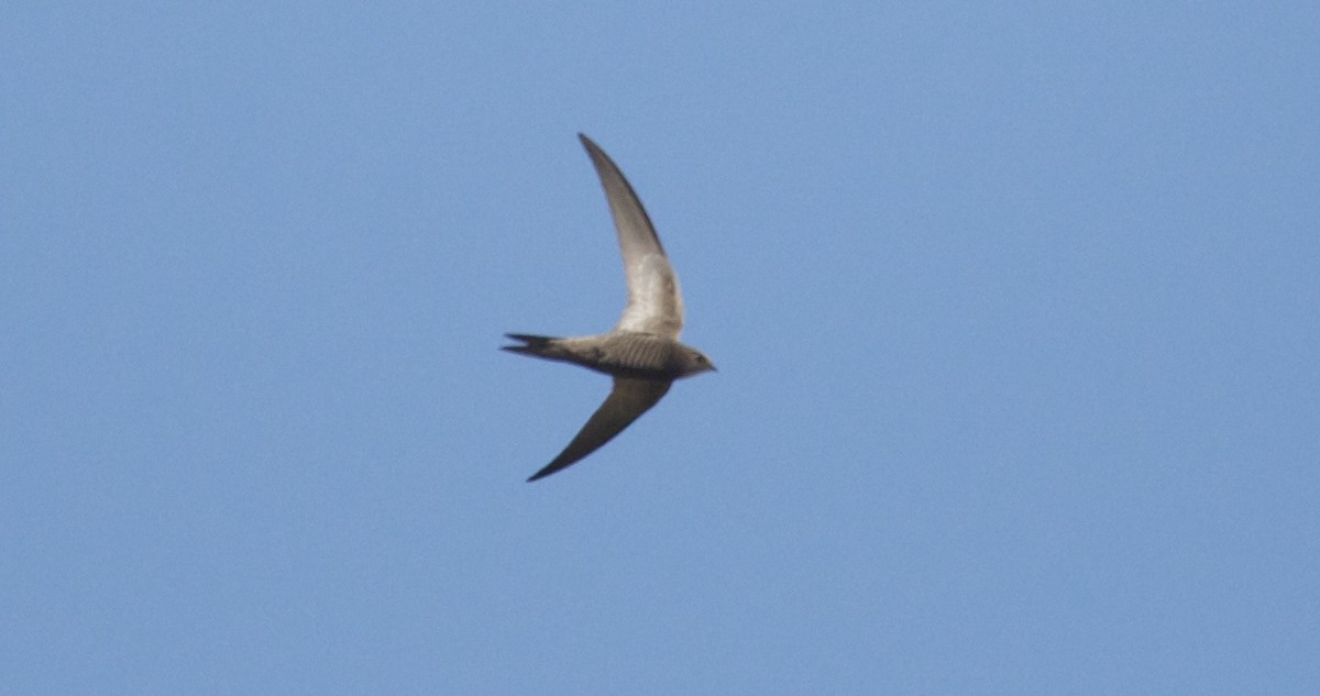 Pallid Swift - ML94291931