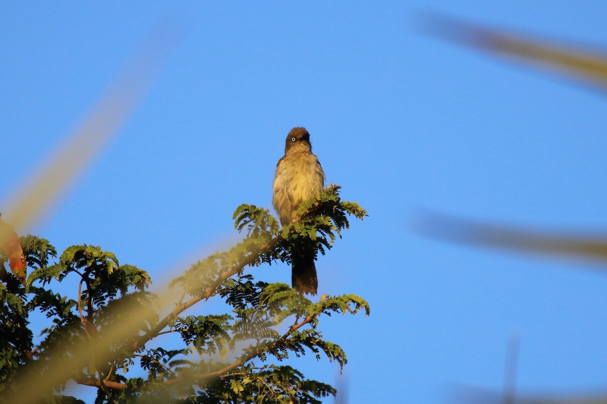 Bulbul de Zanzíbar - ML94292461