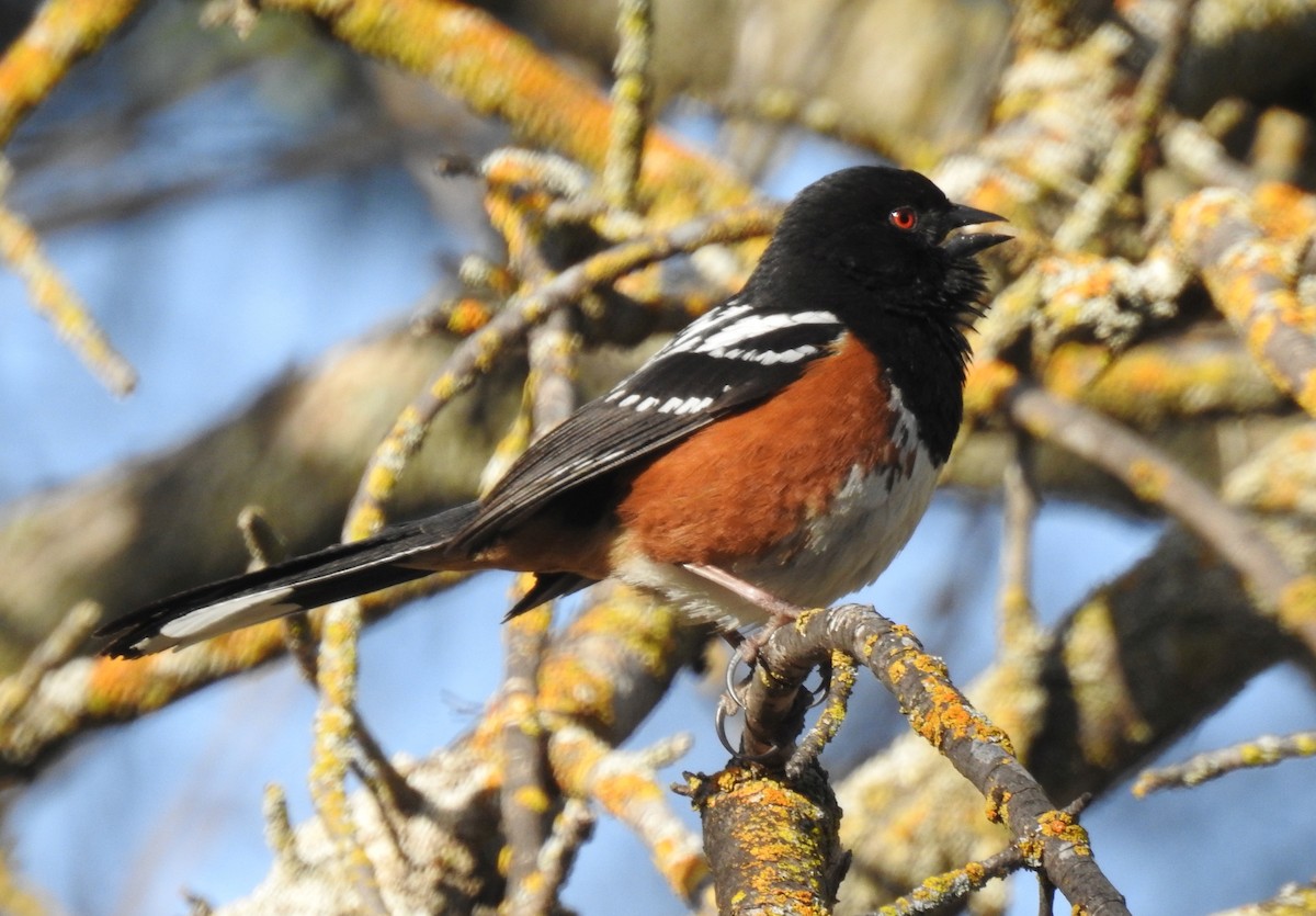 Spotted Towhee - ML94292911