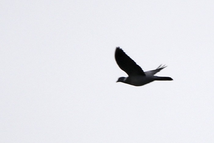 Common Wood-Pigeon - Francisco Barroqueiro